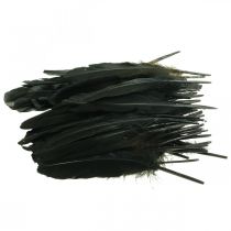 Product Deco feathers black bird feathers for crafting 14-17cm 20g