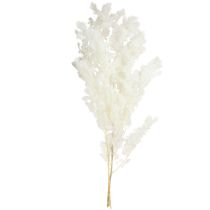 Product Feathered Asparagus Fern Dried Décor White 55-70cm 100g