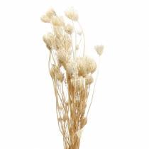 Bleached dried flowers fennel 100g