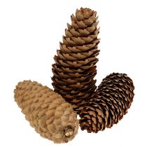 Spruce cones natural 5kg pine cones