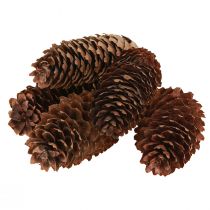 Product Natural pine cones, decorative cones for crafting, 10-11cm, 5 pieces