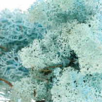 Decoration moss light blue aquamarine reindeer moss handicraft moss 400g