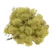 Decorative moss green kiwi moss for crafts, dried, dyed 500g