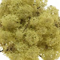 Deco Moss Green Kiwi Moss for handicrafts Dried, colored 500g