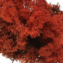 Product Decorative moss red Siena natural moss for handicrafts, dried, colored 500g