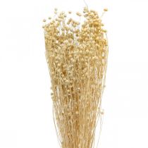 Bleached flax dried floristry dried grasses 52cm 160g