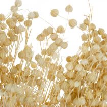 Product Bleached flax dried floristry dried grasses 52cm 160g