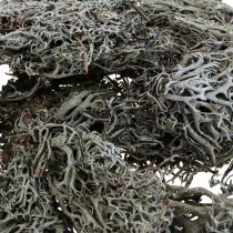 Lichen lichen moss tree moss deco moss nature 1kg