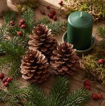 Product Pine cones (Pinus maritima), maritime pine cones, decorative, 12-13cm, 3 pieces