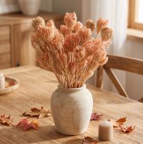 Product Dried Flowers Decoration Fennel Salmon L50cm Ø4-5cm 100g