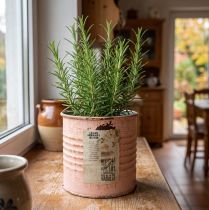 Product Flower pot decorative can salmon metal herb can Ø8cm H7.5cm