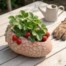 Product Decorative strawberry, plant pot, concrete decoration for planting L17cm