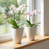 Product Plastic flower pot, orchid pot, white, 16.5cm high, 2 pieces