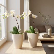 Product Orchid pot, flower pot, plastic, beige mottled, 13.5x13cm, H16.5cm, 2 pieces
