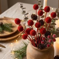 Product Dried Craspedia flowers, dyed, with long stems, 55cm, 20 pieces