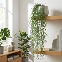 Product Decorative tendrils, coral cactus, artificial Rhipsalis hanger Green L120cm