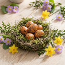 Product Quail eggs decoration blown eggs orange apricot 3cm 50 pcs