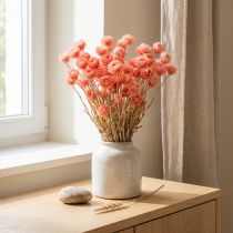 Product Dried flowers African Daisies Salmon straw flowers H42cm