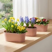 Product Plant bowl oval decorative bowl plastic pink-brown 27×11×10cm 3pcs
