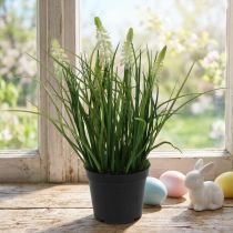 Product Deco grape hyacinth cream in a pot 26cm