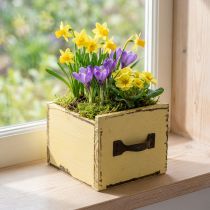 Product Plant drawer wooden decorative plant box yellow 12.5cm