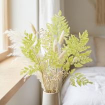 Product Ferns: Preserved, high-quality natural material for long-lasting decoration projects, 40cm, 10 pieces