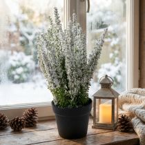 Product Erika white heather broom heather artificial plant H26cm