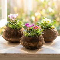 Product Paradise Nut Plant Pot Natural Sapucaia Ø14cm H10cm 3 pcs