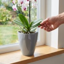 Product Orchid pot glossy Ø12.5cm grey 1 pc