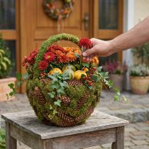 Product Rustic planting basket with moss and pine cones - decorative basket with handle Ø32cm H42cm - versatile garden and home decoration