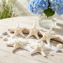 Product Decorative starfish large dried white knobbed starfish 19-26cm 5 pcs