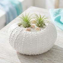 Product Decorative Bowl Ceramic Maritime Oval in White 19x15x8.5cm