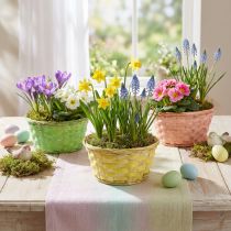 Product Plant bowl round Ø20cm colored assorted 8 pcs