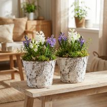 Product Decorative pot birch whitened plant pot Ø18cm H15cm 2pcs