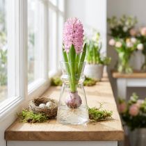 Product Glass vase hyacinth vase decorative vase transparent Ø7cm H13cm