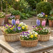 Product Plant basket woven basket oval willow 42/34/28cm set of 3