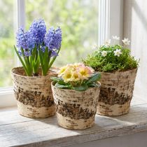 Product Birch pot planter made of bark with foil Ø15cm H13cm 3pcs