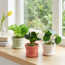 Product Artificial Green Plants Mini Plants in Pot 15cm 3pcs