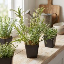 Product Sage in Pot Salvia Lavandulifolia Artificial H25cm