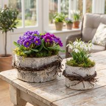 Product Planter wood birch wood birch pot white Ø11/16cm set of 2
