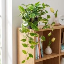 Product Philodendron -Scindapsus with pot, easy to care for - ideal for office and home 32cm