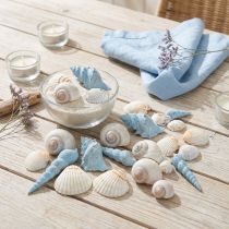 Product Shell decoration snail shells blue natural 3–5 cm 150 g