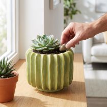 Product Cactus flower pot, ideal bowl for exotic home accents, 16cm