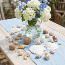 Product Decorative snail shells Sea snails nature Maritime decoration 350g