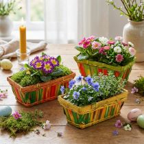 Product Chip basket set square multicolored 20cm x 11cm 12 pcs