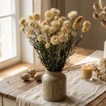 Product Dry décor Strawflower cream Helichrysum dried 50cm 30g