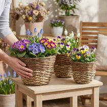 Product Natural willow basket set, 3 round planting baskets, decorative planters Ø27/25/20cm, rustic wickerwork