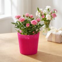 Product Pleated cuffs Cerise 14.5cm 100 pieces