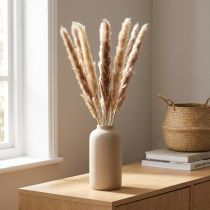 Product Pampas grass, decoratively dried for stylish arrangements and dried bouquets