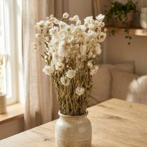 Product Chamomile Dried Flowers Decoration Flowers White Bunch 65cm 50g